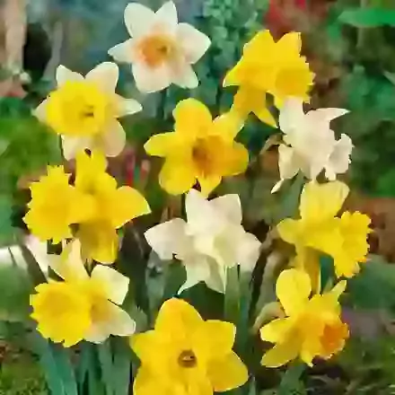 Trumpet Daffodil Mixture